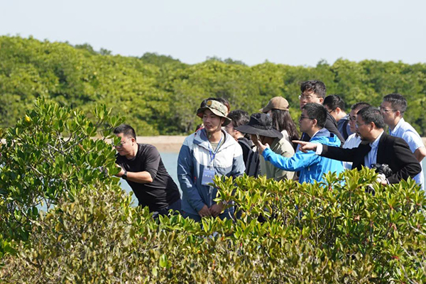 儋州新盈紅樹(shù)林國(guó)家濕地公園